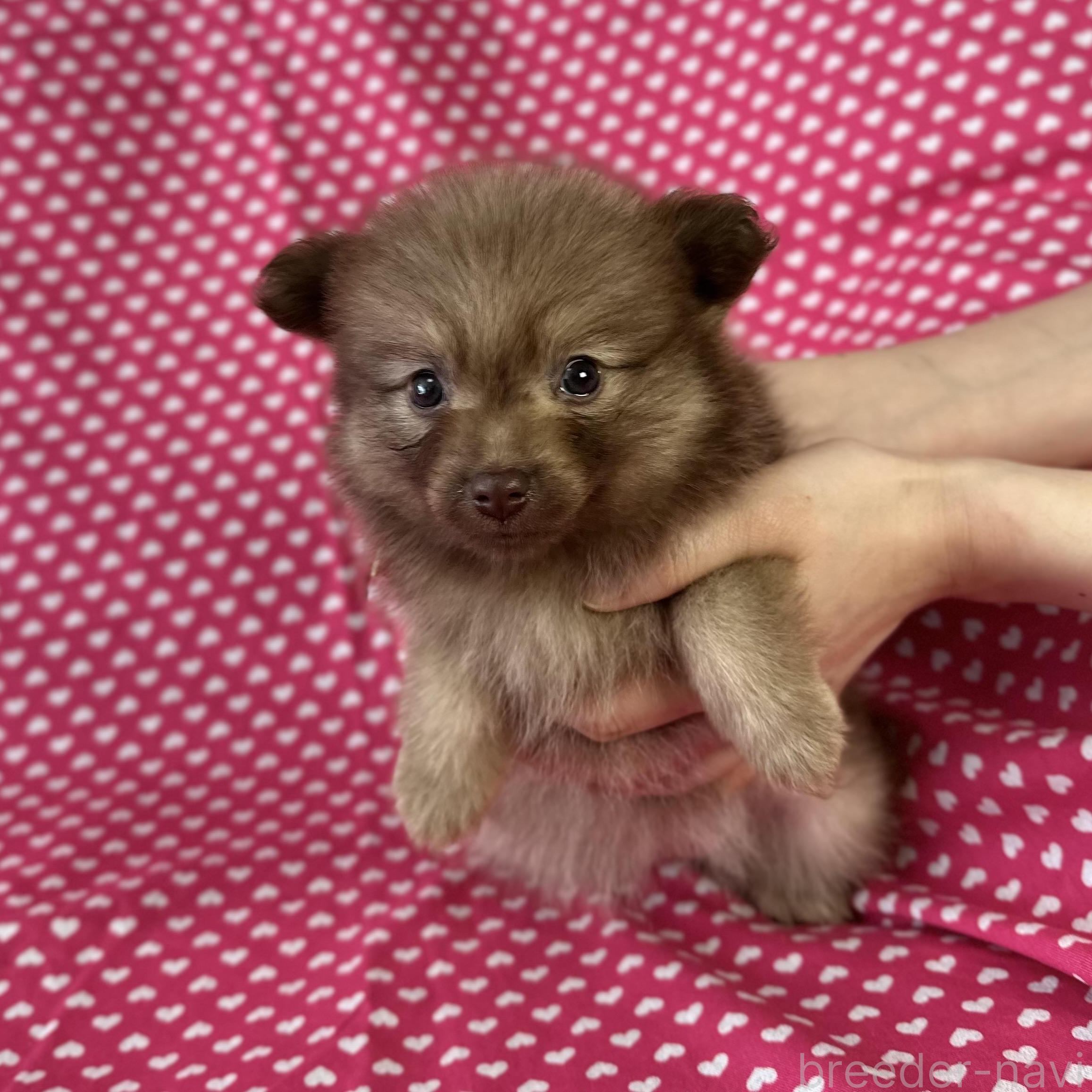販売中の北海道のミックス犬-388968