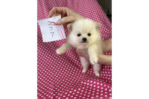 販売中の北海道のミックス犬-388969の4枚目