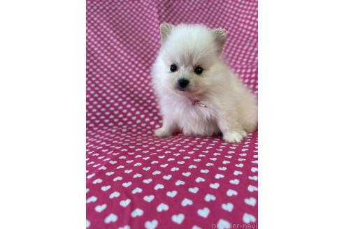 販売中の北海道のミックス犬-388969の3枚目