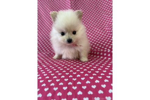 販売中の北海道のミックス犬-388969の2枚目