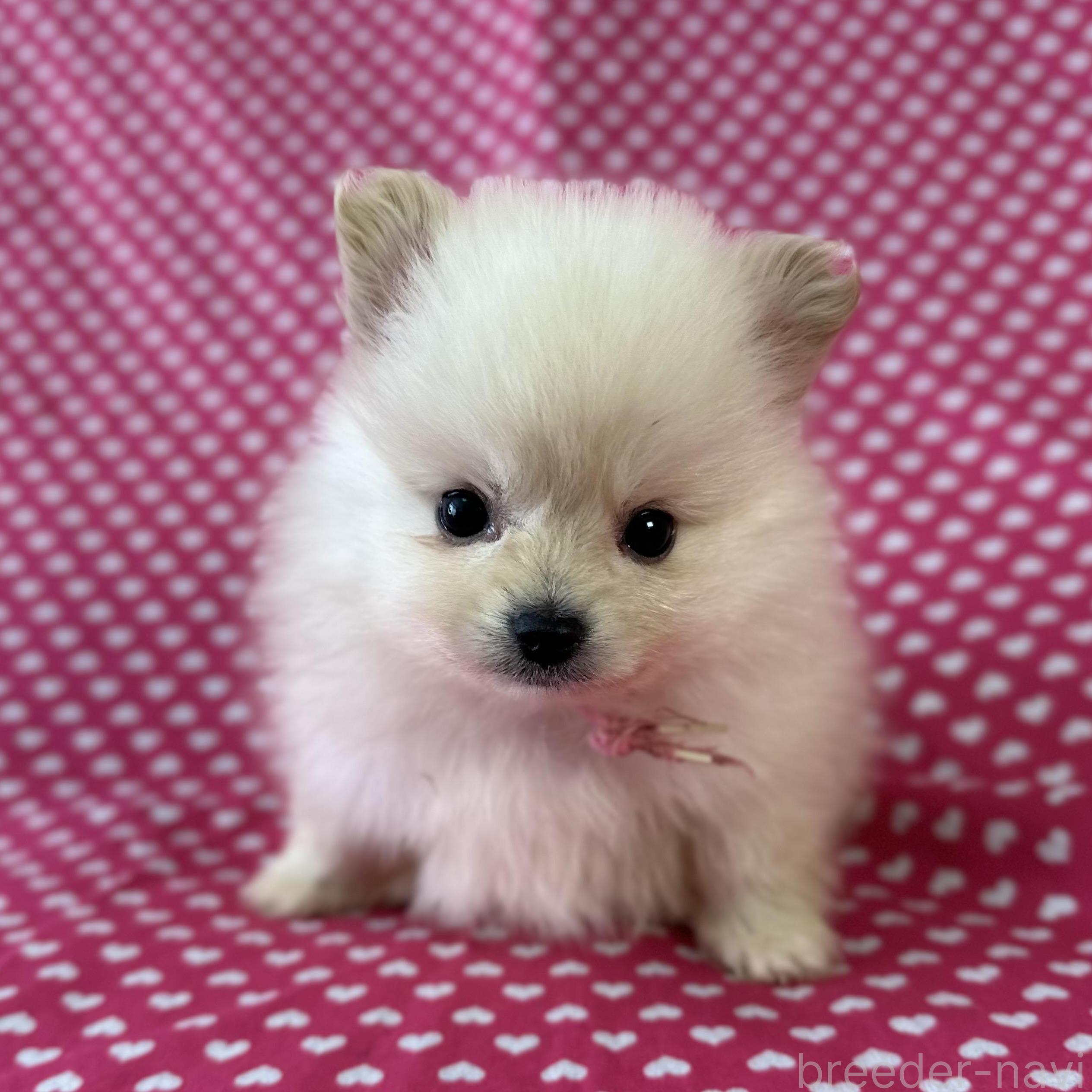 販売中の北海道のミックス犬-388969