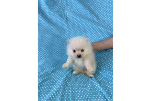 販売中の北海道のミックス犬-388970の2枚目
