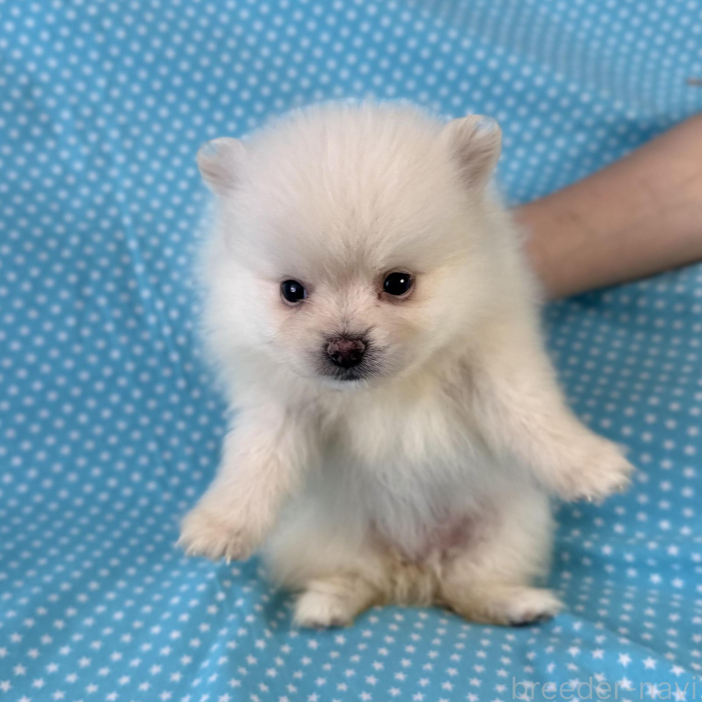販売中の北海道のミックス犬-388970