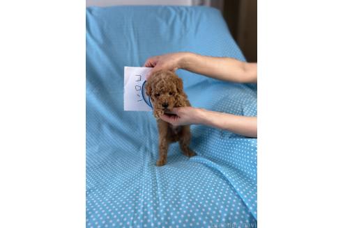 販売中の北海道のトイプードル-388971の5枚目