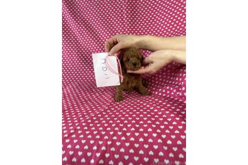 販売中の北海道のトイプードル-388974の3枚目