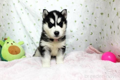 販売中の栃木県のシベリアンハスキー-388976の2枚目