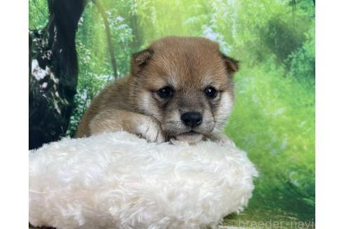 成約済の福岡県の豆柴-387626の7枚目