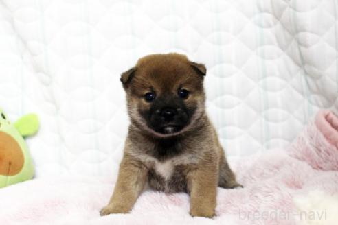 販売中の栃木県の柴犬-388977の1枚目