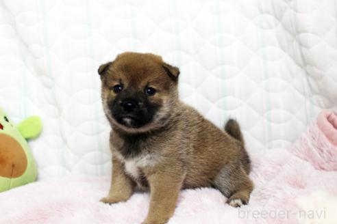 販売中の栃木県の柴犬-388977の5枚目