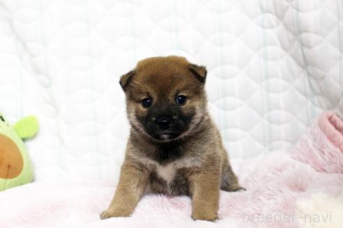 販売中の栃木県の柴犬-388977の4枚目