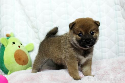 販売中の栃木県の柴犬-388977の3枚目