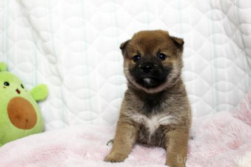 販売中の栃木県の柴犬-388977の2枚目