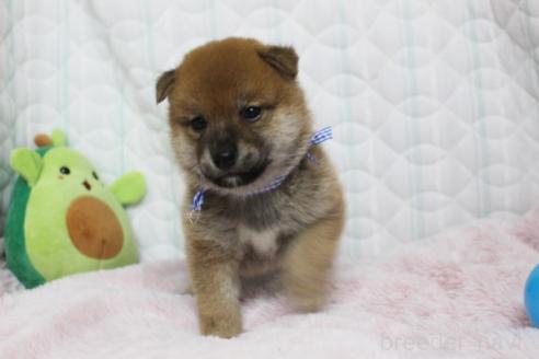 商談中の栃木県の柴犬-388978