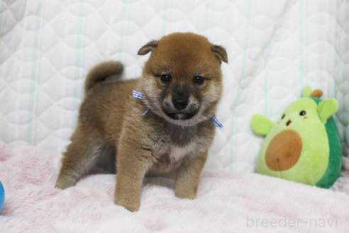 商談中の栃木県の柴犬-388978の5枚目