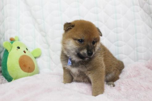 商談中の栃木県の柴犬-388978の4枚目