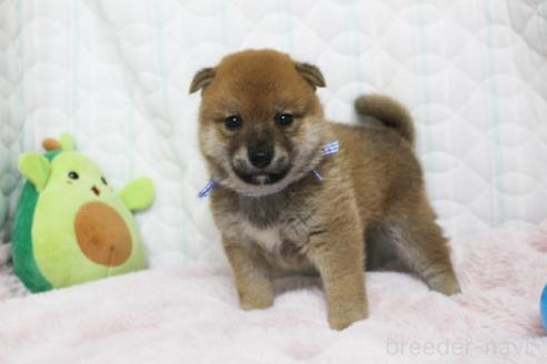 商談中の栃木県の柴犬-388978の3枚目