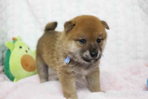 商談中の栃木県の柴犬-388978の2枚目