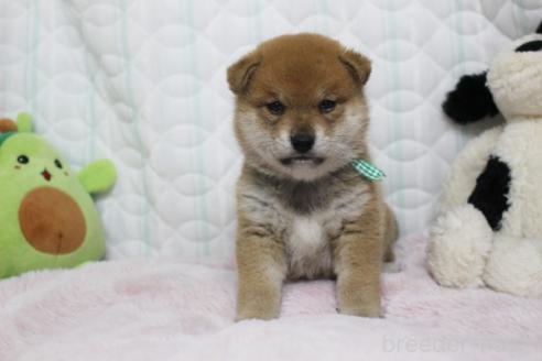 販売中の栃木県の柴犬-388980