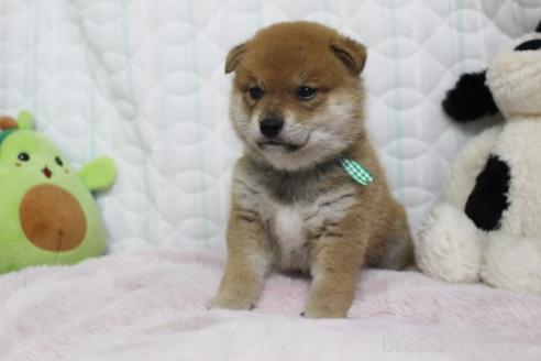 販売中の栃木県の柴犬-388980の5枚目