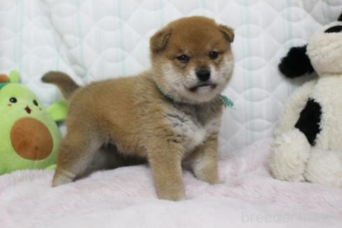 販売中の栃木県の柴犬-388980の4枚目
