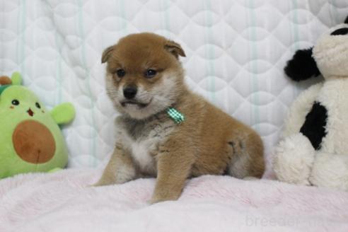 販売中の栃木県の柴犬-388980の3枚目