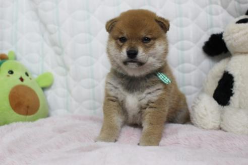 販売中の栃木県の柴犬-388980の2枚目