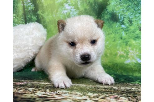 成約済の福岡県の豆柴-387615の4枚目