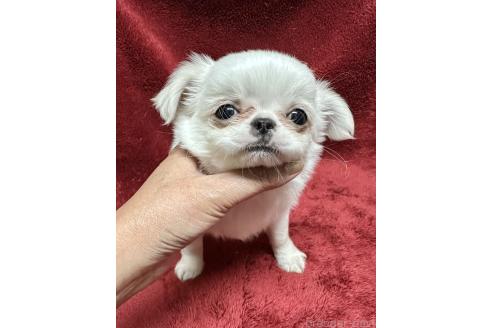 販売中の福島県のミックス犬-389056の2枚目