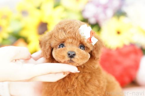 成約済の埼玉県のトイプードル-389059の2枚目