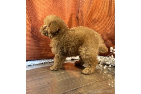販売中の茨城県のトイプードル-389062の3枚目