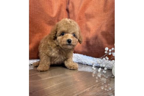 販売中の茨城県のトイプードル-389062の4枚目