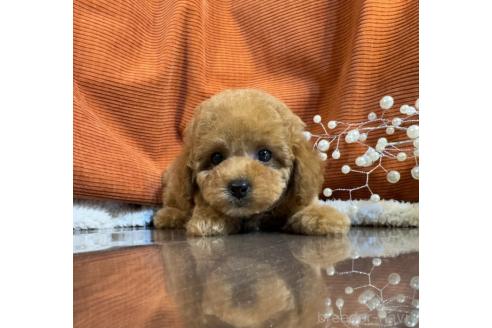 販売中の茨城県のトイプードル-389064の2枚目