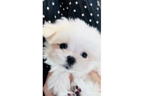 販売中の福岡県のマルチーズ-389067の6枚目