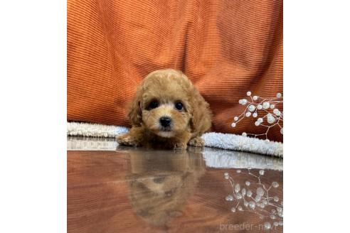 販売中の茨城県のトイプードル-389066の5枚目