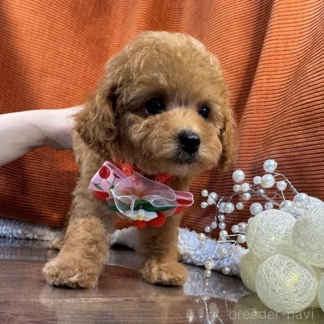 販売中の茨城県のトイプードル-389066