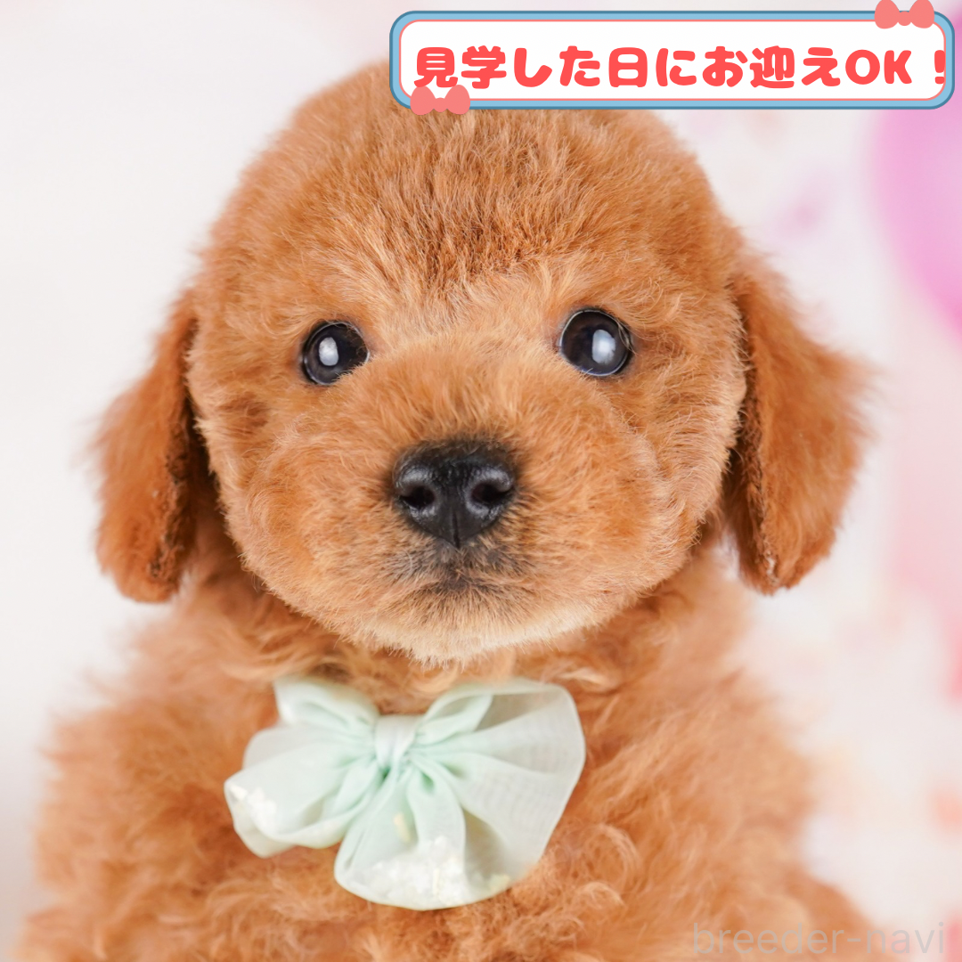 販売中の神奈川県のトイプードル-386694