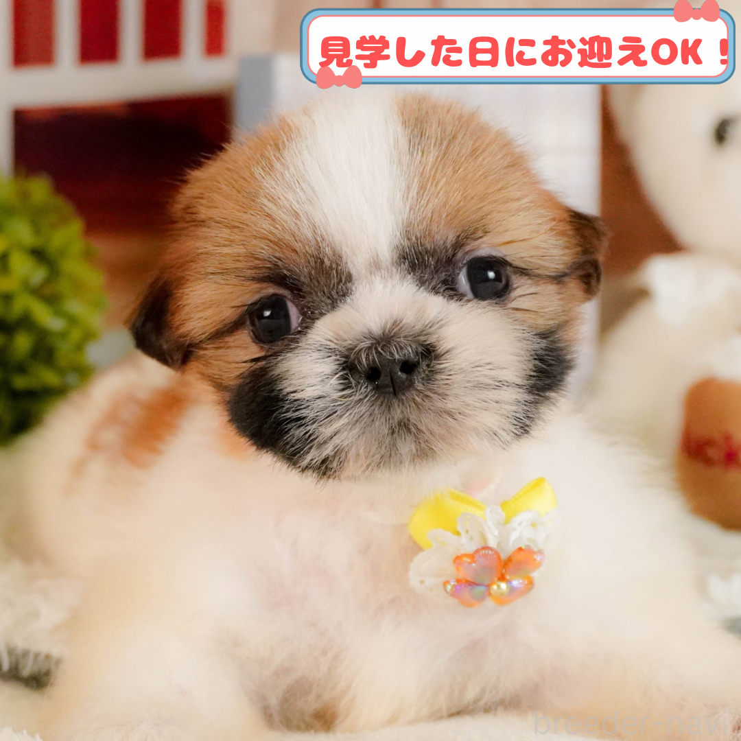 成約済の神奈川県のシーズー-387643の1枚目