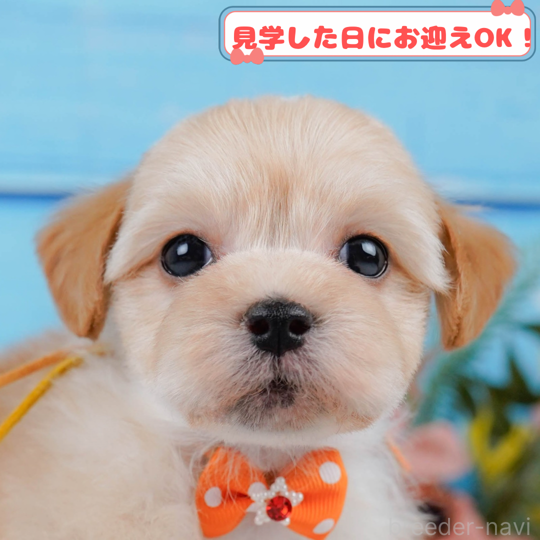 販売中の神奈川県のマルプー:マルチーズ×トイプードル-383712