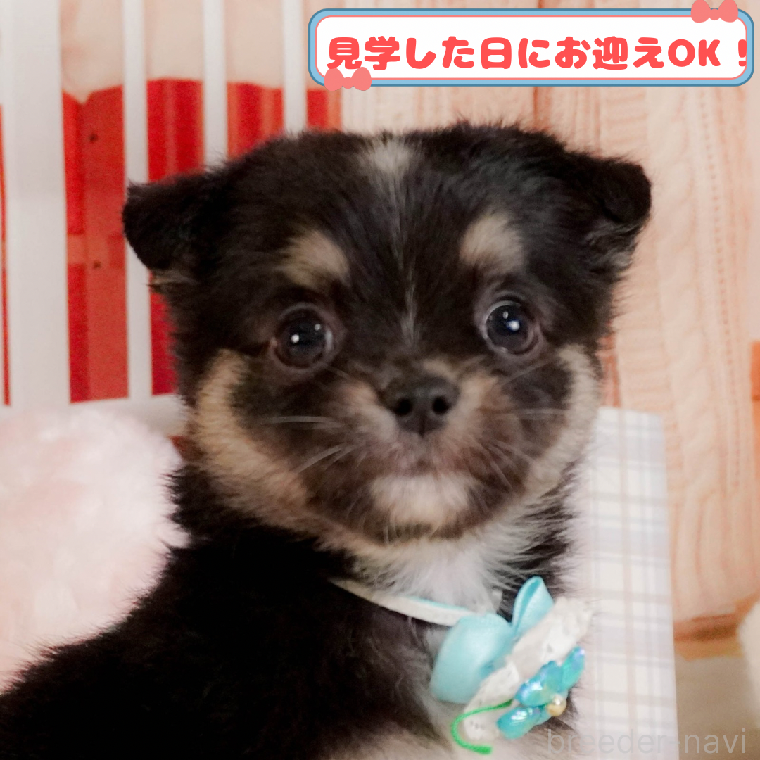 成約済の神奈川県のチワワ(ロングコート)-386681の1枚目