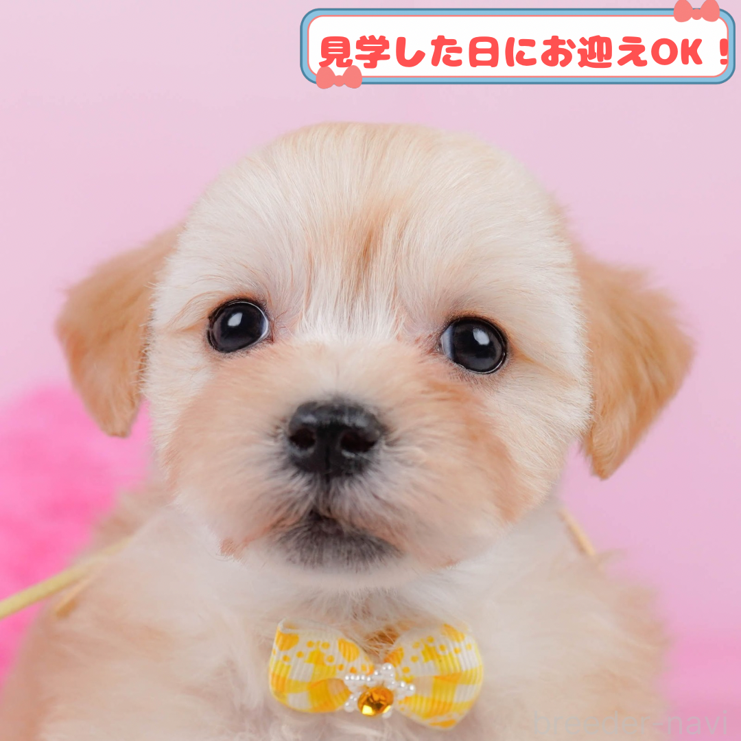 販売中の神奈川県のマルプー:マルチーズ×トイプードル-383710