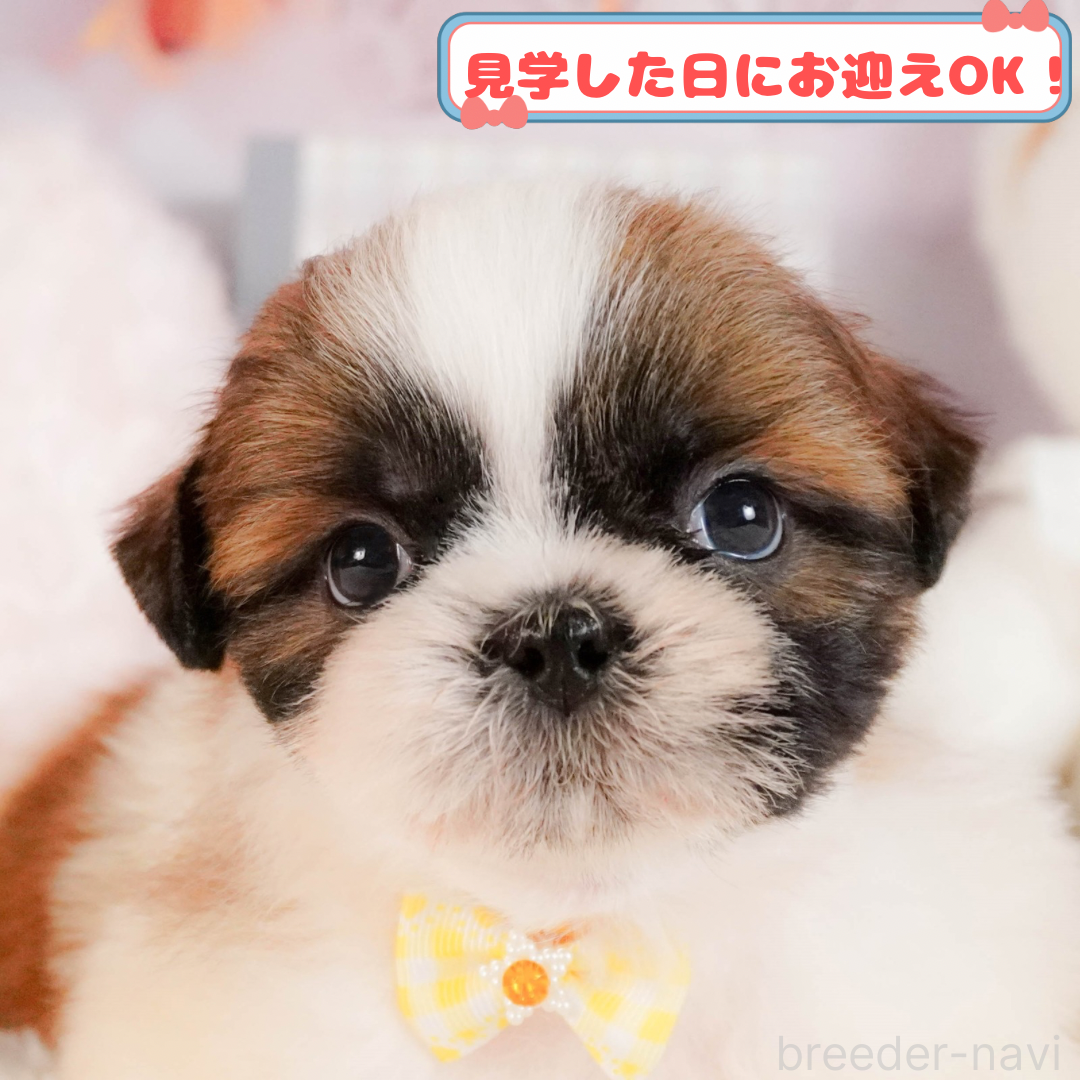 販売中の神奈川県のシーズー-387642