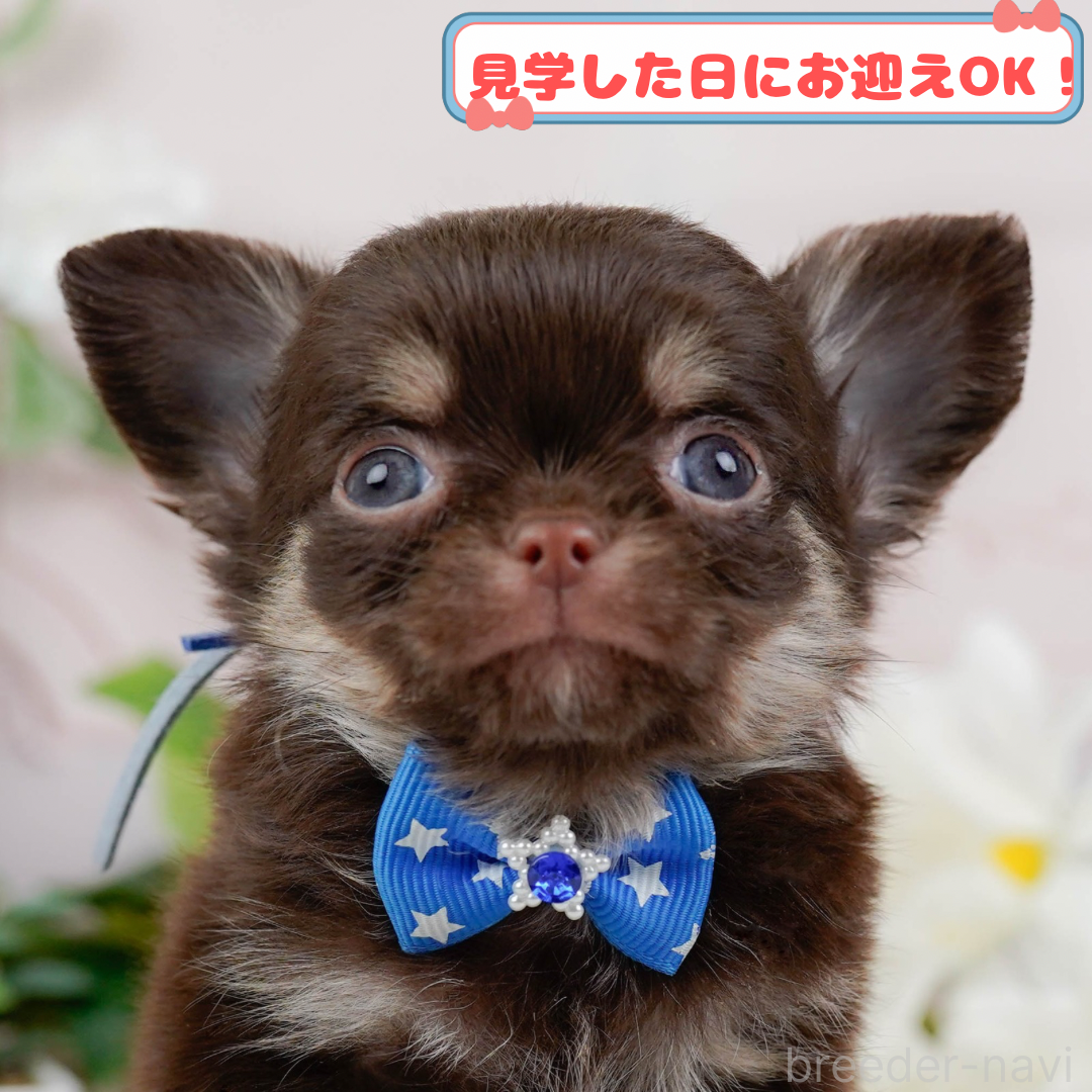 成約済ののチワワ(ロングコート)-387639