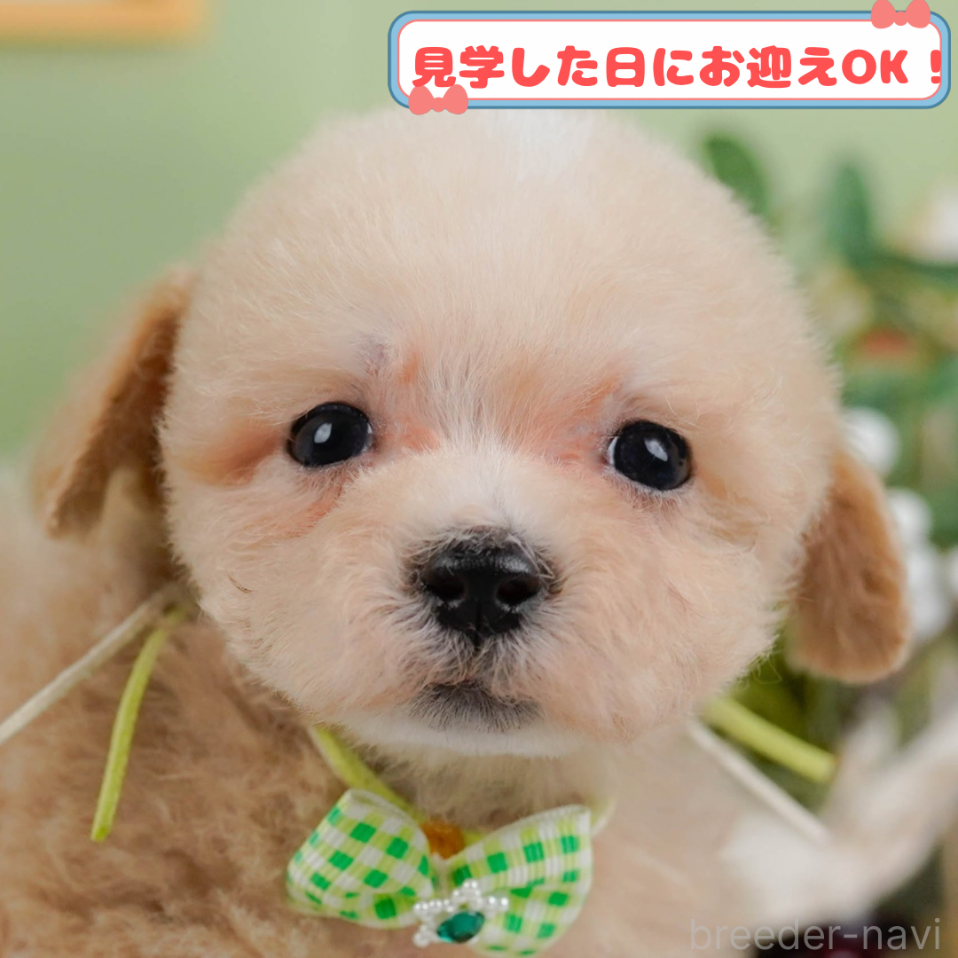 成約済ののマルプー:マルチーズ×トイプードル-383706