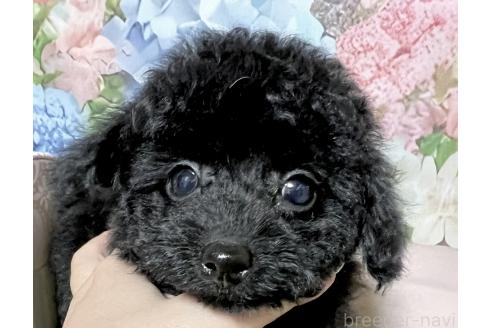 販売中の岡山県のタイニープードル-389078の7枚目