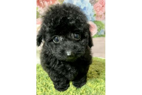 販売中の岡山県のタイニープードル-389078の4枚目