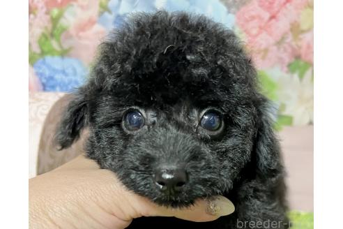 販売中の岡山県のタイニープードル-389078の2枚目