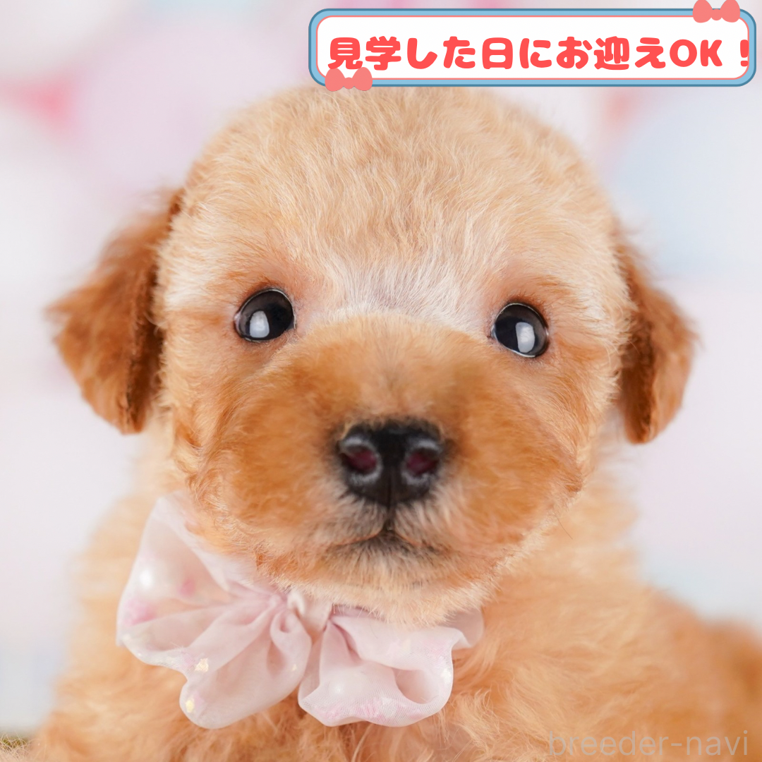 販売中の神奈川県のトイプードル-386690