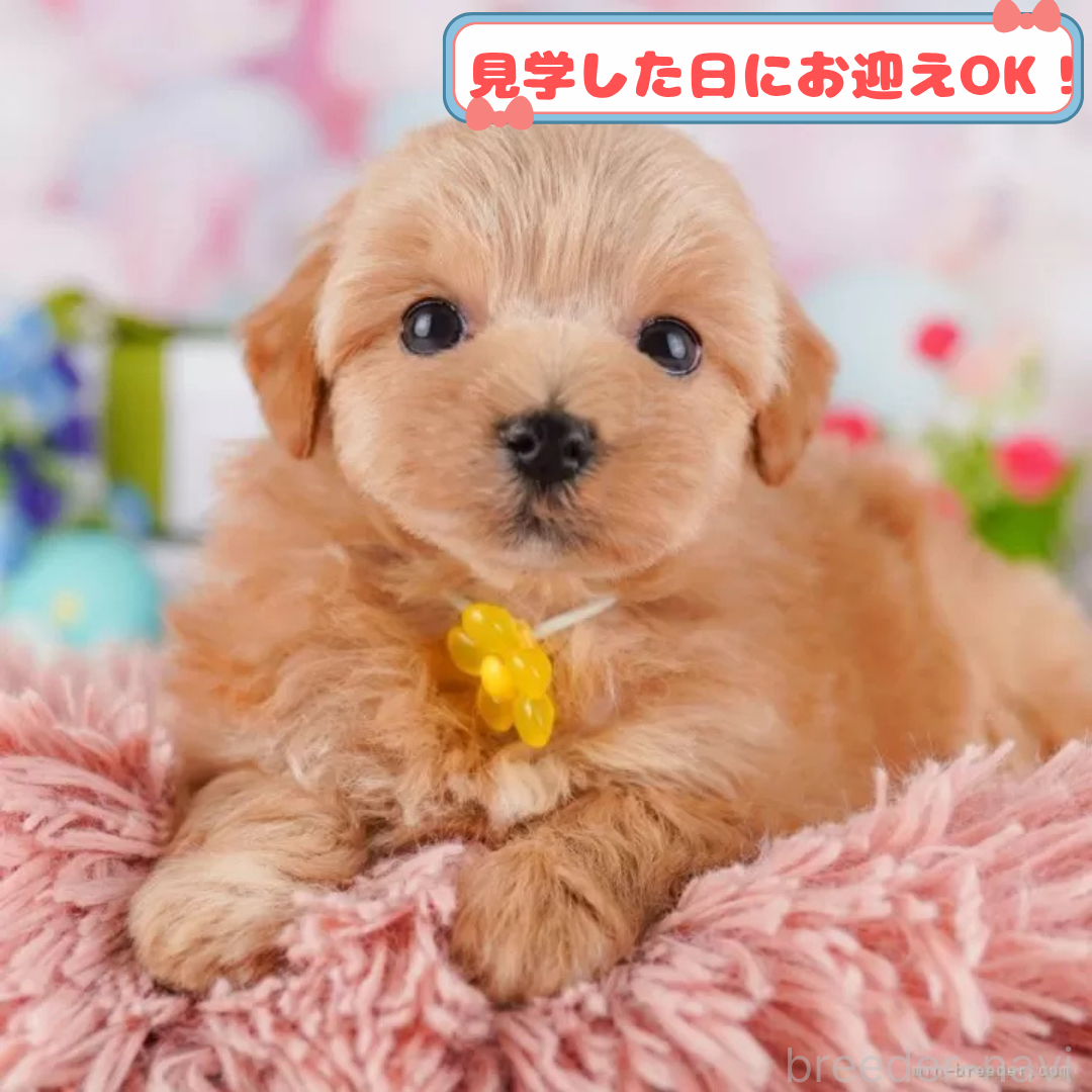 販売中の神奈川県のマルプー:マルチーズ×トイプードル-384960
