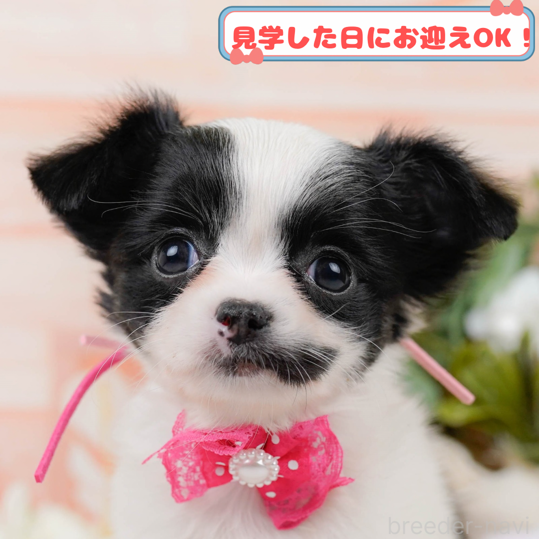 成約済の神奈川県のチワワ(ロングコート)-386683の1枚目