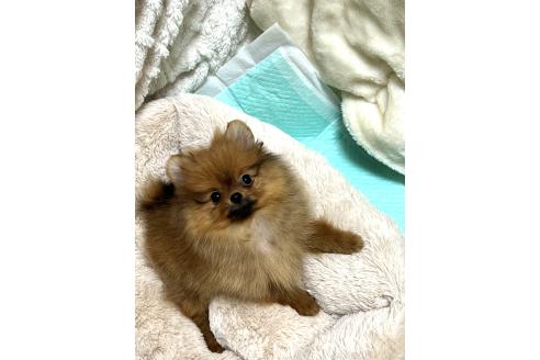 成約済の北海道のポメラニアン-385322の2枚目